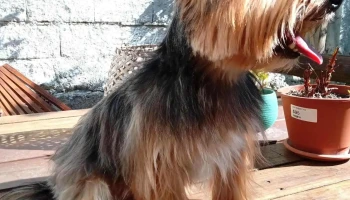 Dog Fur Peluqueria Canina - 11400 Montevideo