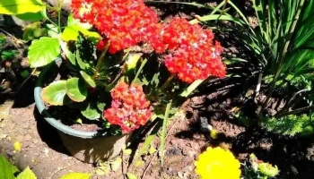 Dojo Barros Blancos - Iska Uruguay - Barros Blancos