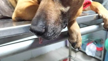 Dra.Viviana Camacho. Ecografía y Citología Veterinaria - 85000 Trinidad