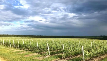 El Capricho Winery - 97000 Villa Del Carmen