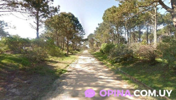 El Fugitivo - La Paloma