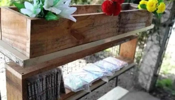 El Pino comics y manga - Progreso