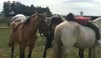 El Remanso - Durazno