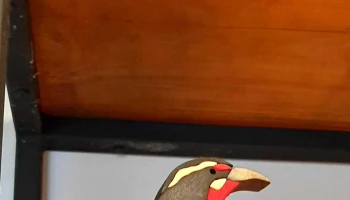 El Tambor - Col. Del Sacramento