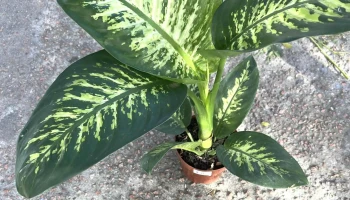 El Viverito - Montevideo