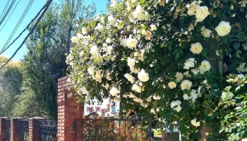 Escuela 53 - San Carlos