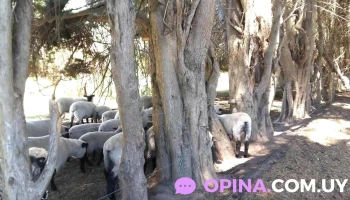 Escuela Agraria (utu) - Montes