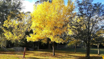 Escuela N 150 - Tala Escuela N 150 - Tala