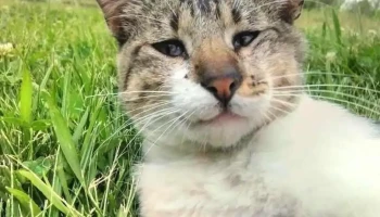 Escuela N° 16 - Ejido De Treinta Y Tres