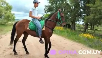 Escuela Tc 35 - Velazquez