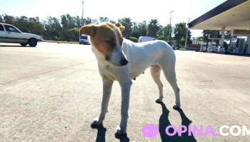 Estación Ancap Los Altos - Departamento De Río Negro Estación Ancap Los Altos - Departamento De Río Negro
