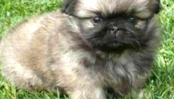 Ex sanatorio Pacheco - Montevideo