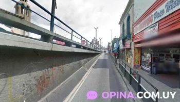 Fini nativo - 11900 Montevideo