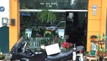 Fiore del Yi - Santa Bernardina