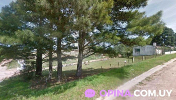 Flor - Vichadero Flor - Vichadero