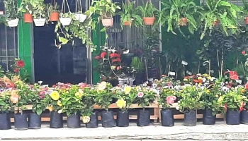 Floreria lo de ale - 15900 La Paz