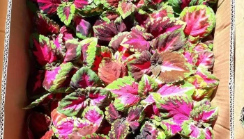 Florería Y Marmoleria Barindelli - 75100 Dolores