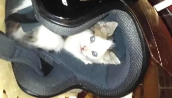 Globos Impresos - 45100 Paso De Los Toros