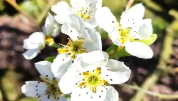 Granja Eben-Ezer - 90300 Progreso