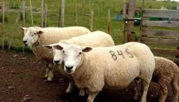 Granja el mirador - Bella Unión Granja el mirador - Bella Unión