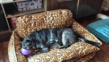 Grupo Atenea Uruguay - Montevideo