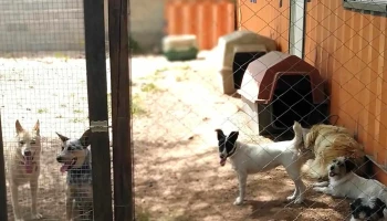Guarderia, Veterinaria Arambillete dos Santos - 15000 Ciudad De La Costa
