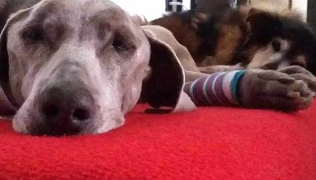 Guazunambi Veterinaria. - Melo