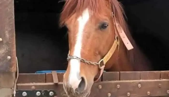 Haras Rml Cuarto De Milla - Villa Sara Haras Rml Cuarto De Milla - Villa Sara