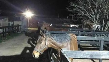 Hospital Equinos Melo - Melo