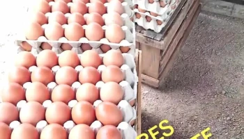 Huevero de Piedras Blancas - 12200 Montevideo Huevero de Piedras Blancas - 12200 Montevideo