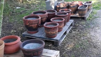 Jireh Vivero Nh - 70300 Nueva Helvecia