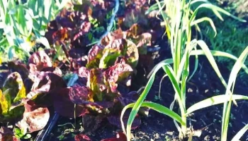 La casita del Álamo - Esquina Máximo Pérez