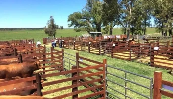 La Empastada - Durazno