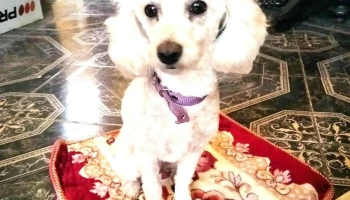 La Mascota Pet Shop - 40000 Rivera