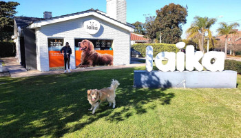 Laika - 11500 Montevideo