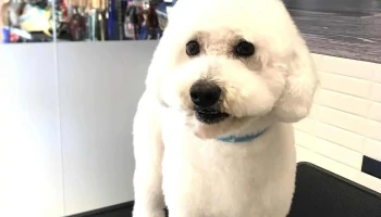 Laika - 11600 Montevideo