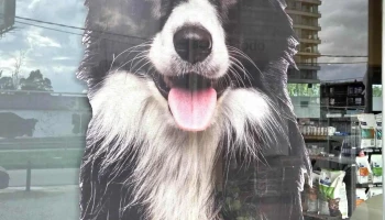 Laika Américas • Barra de Carrasco - 15000 Ciudad De La Costa