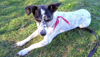 Laika | Buceo - 11600 Montevideo