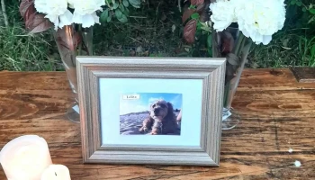 Las Condes Cremación de mascotas - 12600 Montevideo