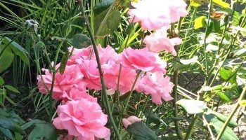 Liceo Aletheia - Maldonado Liceo Aletheia - Maldonado