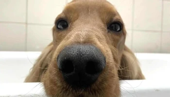 Lo de Lola - Cam. El Gallo