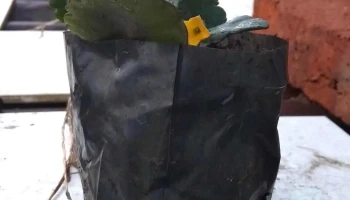 Lostatas - 90000 Canelones