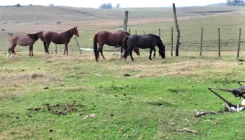 Lujan Tacuarembó Uruguay - Tacuarembó