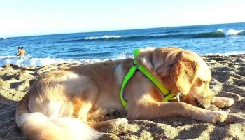 Marvet Clínica Veterinaria - 27400 Puerto La Paloma