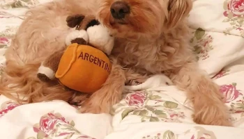 Mascotas y Cia - 11300 Montevideo