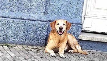 Mundo Pet Clínica Veterinaria - 40000 Rivera