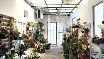 Namayté plantas y más - 30000 Minas