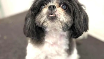 Ohana Peluquería Canina - 11100 Montevideo Ohana Peluquería Canina - 11100 Montevideo