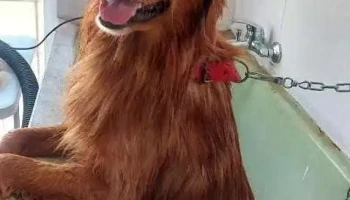 Pando Vet - 91000 Pando