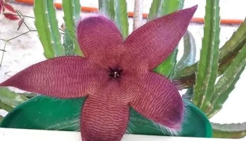 Papelería y Librería Cristiana 